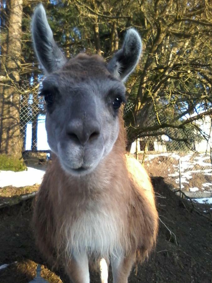 Willa Funny-Farm Sassen Zewnętrze zdjęcie